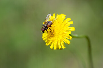 A fly sits in a meadow on a yellow flower.