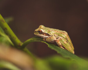 frog on a leaf tree frog close up