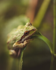 frog on leaf close up tree frog 