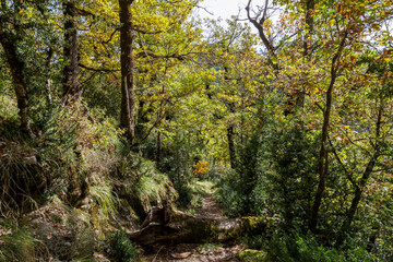 Fototapeta na wymiar Autumn forest in Ordesa and Monte Perdido National Park, Spain
