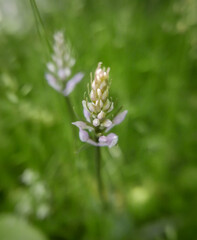 Small flowering wild orchid in grass