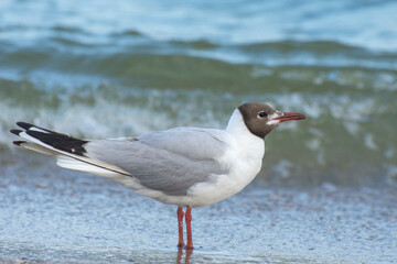 Portrait of a seagull. Beautiful Mediterranean Gull Ichthyaetus Melanocephalus walking along the seashore.