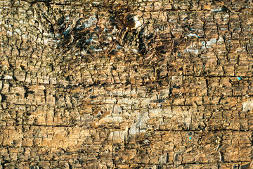 Grungy wood texture, macro. Abstract wallpaper.