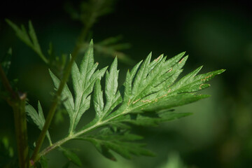 Natural acanthus pattern leaf 