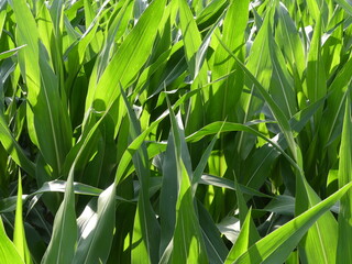 Jeunes pousses de maïs