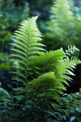 fern leaf in the forest