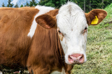 Mucca in posa marrone con macchie bianche