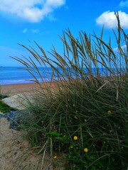 grass on the beach