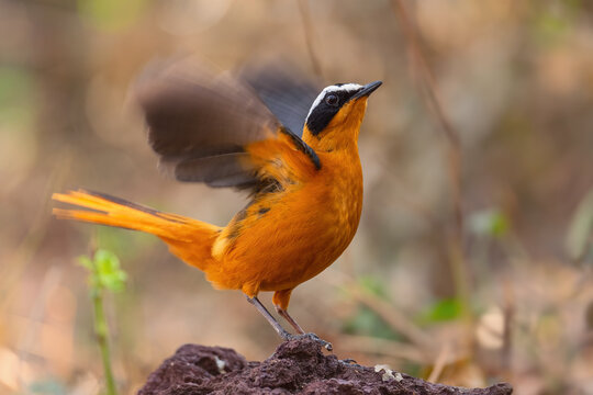 White-browed Robin-chat - Cossypha heuglini, beautiful colored perching bird from African woodlands and forests, Awassa, Ethiopia.