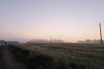 Naklejka na ściany i meble atmospheric misty meadow field and summer landscape at sunrise 