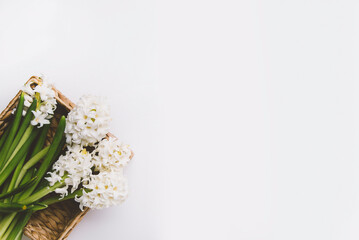 top view of hyacinths on white background 