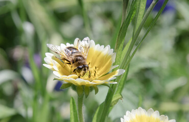Bine auf einer Sommerblume