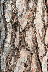 bark of a tree