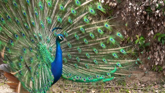 Peacock with its tail extended doing a courtship dance of vivid colors.