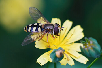 Closeup on an adult migrant hoverfly, Eupeodes corollae on a yellow flower in the garden