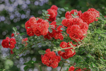 A Bush of Red Roses in the Park. Garden Rose Flowers in the Summer. Colored Natural Background.