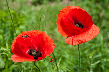 Red poppies on a bumpy field with a flying bee