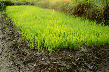 closeup the green ripe paddy plant soil heap in the farm over out of focus green brown background.