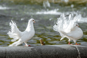 White doves. The white dove looks after the female. Dove is a symbol of peace and love.