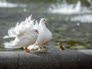 White doves. The white dove looks after the female. Dove is a symbol of peace and love.