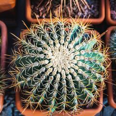 Naklejka na ściany i meble Top view of Cactus in flower pot. Home cacti are unpretentious and hardy plants.