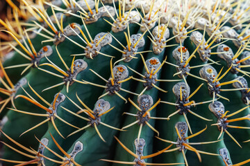 Tropical cactus texture close-up. Natural exotic spiny background