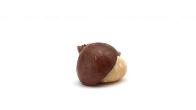 Closeup of unshelled macadamia nut is rotating on white background.