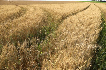 Champs d'orge à la campagne au printemps