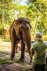 A cute elephant and anonymous male owner outdoors on a sunny summer day.