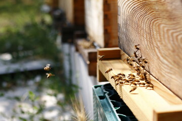 animals, apiary, architecture, background, bee, bees, building, closeup, construction, design, equipment, flight, flying, hive, hives, honey, honey bee, house, industrial, industry, iron, material