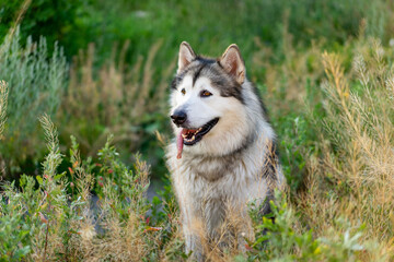 Adorable husky dog sitting in the grass in field and looking back. Beautiful doggy portrait in summertime