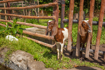 Cute white and brown baby goats trying to escape the wooden pound. A little yeanling half popped out of the fence on a summer day on a farm.