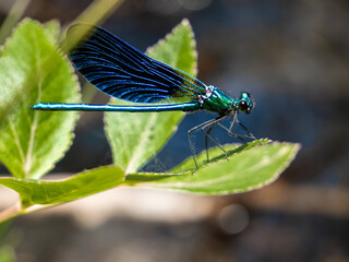 Blue dragonfly perched in green grasses by a river