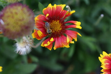 animal, animals, background, beautiful, beauty, bee, bloom, blossom, botany, bright, closeup, color, colorful, flora, floral, flower, garden, green, insects, macro, natural, nature, orange, petal, pla