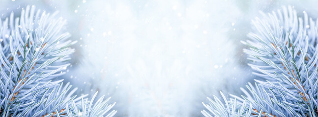  Branches of a beautiful blue spruce or pine close-up, beautiful winter web banner for site with copy space for text