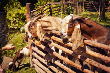 Two cheerful and funny goats on a farm in the village in summer.  A cute goat standing leaning on a...
