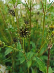 mata de cadillo silvestre natural 