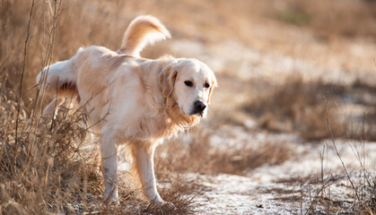 Portrait of golden retriever dog walking outdoors in early spring time and making pee in the field....