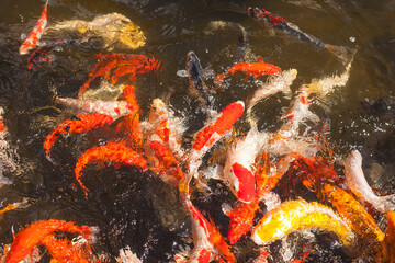 A flock of koi fish in a lake. Hectic rushing carps in a japanese garden pool. Decorative fish colors red, yellow, white, orange in a basin outdoors.