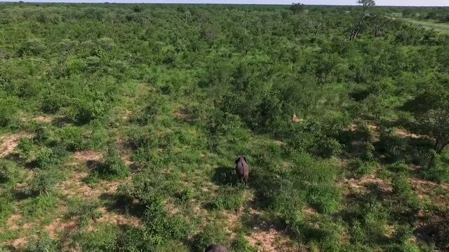 Aerial view of wild Elephants walking in the African bush. 