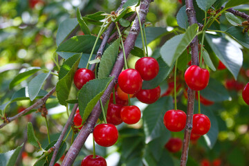 Sour cherries in the orchard.