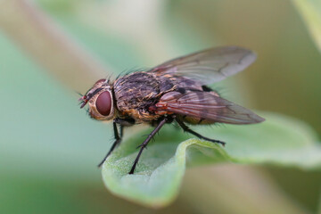 Closeup of a hairy fly , Pollenia species, against a blurred background,  sitting on a green leaf in the garden