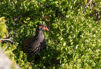 Red-necked spurfowl at the Robberg Reserve in South Africa