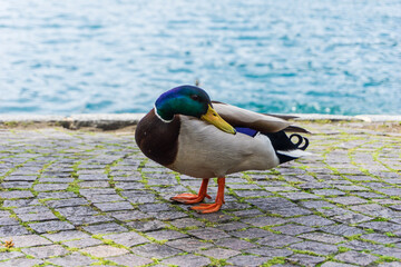 Anatra colorata sulla riva del lago di Como