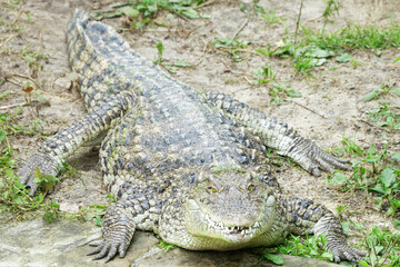 Siamese crocodile