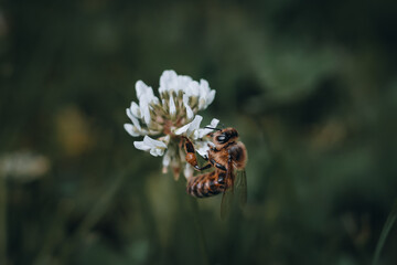 bee on a flower