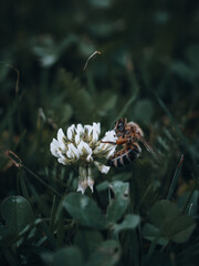 Fototapeta na wymiar bee on a flower close up