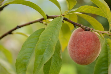 Big pink peach on a branch in the garden