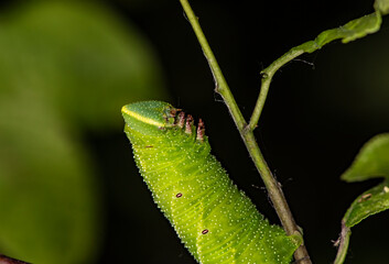 closeup of a green caterpillar hanging from a branch 