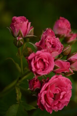 Pink delicate roses close-up